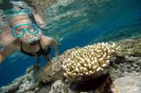 Reef Magic Cruises - Snorkeller & Corals.jpg