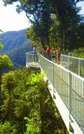 Stunning Rainforest, Repltiles and Rock Slides of Wooroonooran (#147)