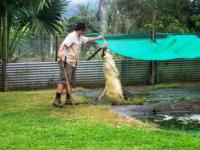 croc feeding.jpg