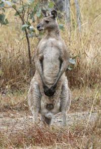 Eastern Grey Kangaroo.jpg