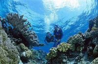 Reef Quest Scuba Dive.jpg
