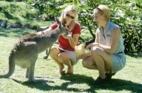Kangaroo feeding.jpg