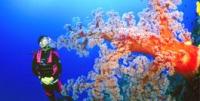 diver-soft-coral.jpg