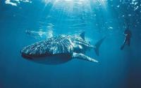 WA Whale Shark.jpg