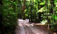 Rainforest - Fraser Island.jpg