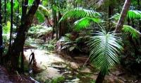 Wanggoolba Creek - Fraser Island.jpg