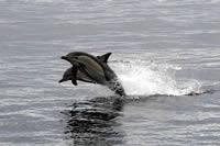 Dolphins 2.jpg