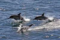Dolphins 3.jpg