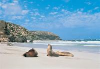 1032.kangaroo-island-beach.jpg