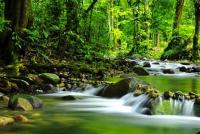 Daintree-Rainforest.jpg