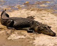 Saltwater-Crocodile-Pictures.jpg