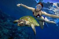 Snorkelling with turtle.JPG