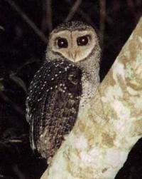 sooty owl.jpg