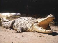 Crocodiles.jpg