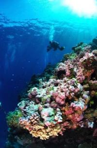 SOF Osprey Reef Top.jpg