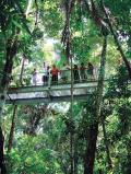 1 Day Cape Tribulation & Daintree Rainforest - Eco-Tour 'Mid-Size"' (*227)