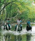 Half Day or Full Day and Overnight Cairns Horse Rides (#64)
