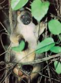 Rainforest Wildlife Tour of the Cairns Highlands (#105)