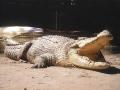 Crocodile Adventure Tour - with return hotel transfers from Cairns or Beaches hotels (#28)