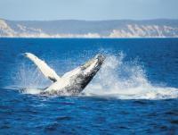 Whales.jpg